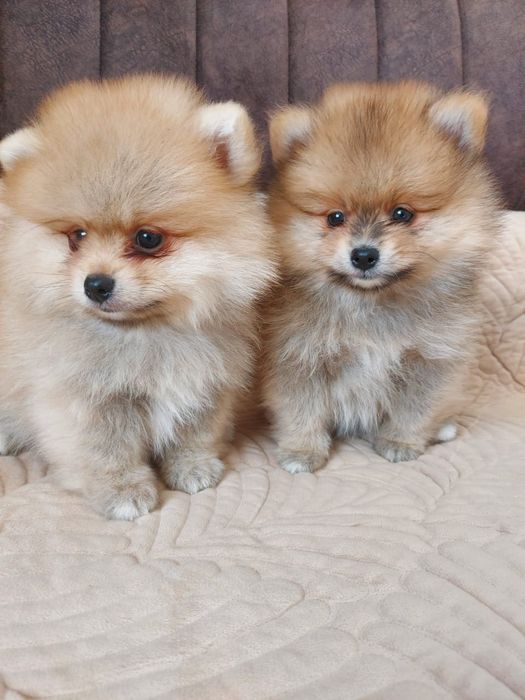 Очаровательные щенки шпица.