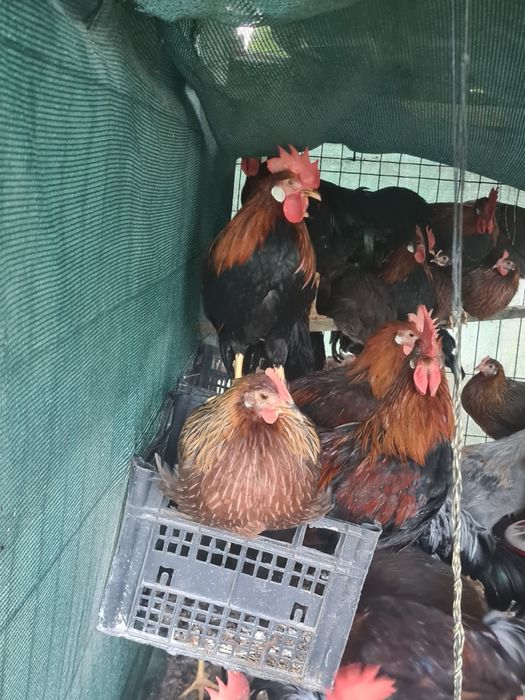 Famili de găini italiene potarnichi