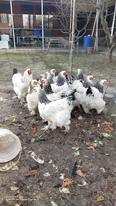 Брама  тухум сотилади