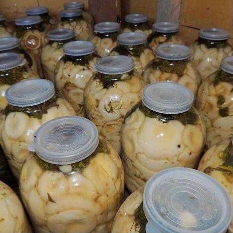 белый грибы, груздь грузди,лисички