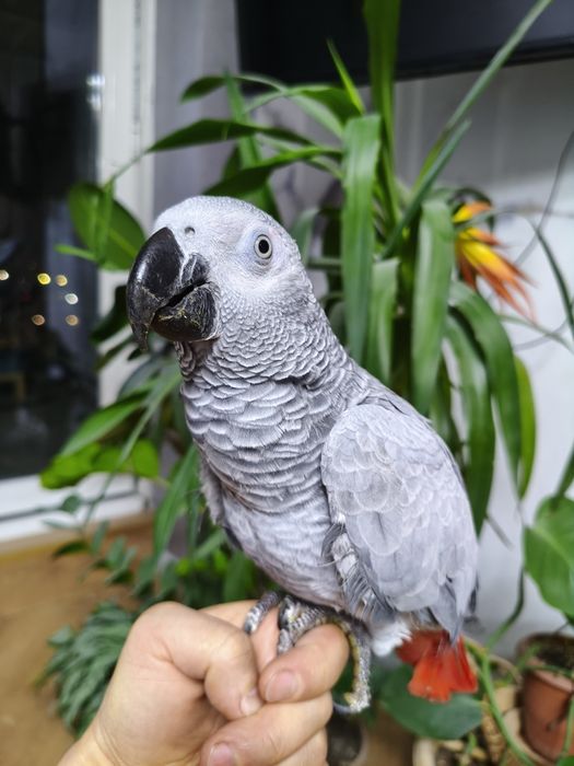 Малыш Жако начинает говорить