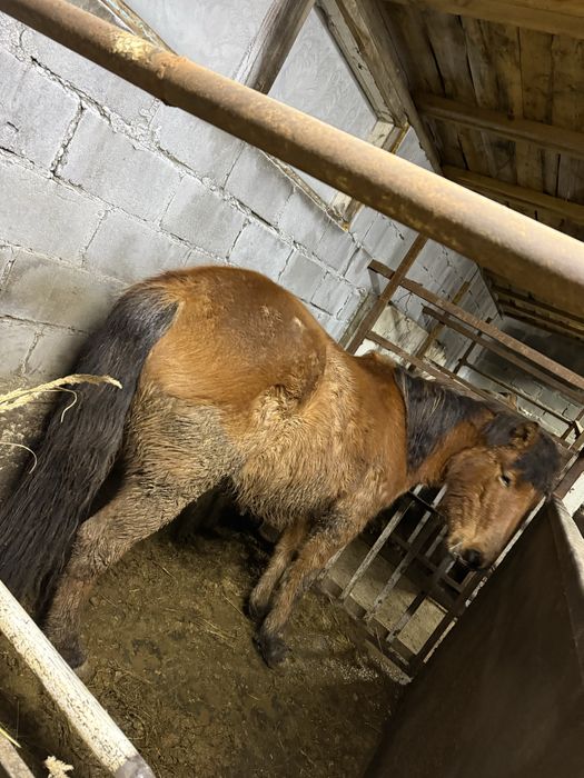 Байтал с откорма