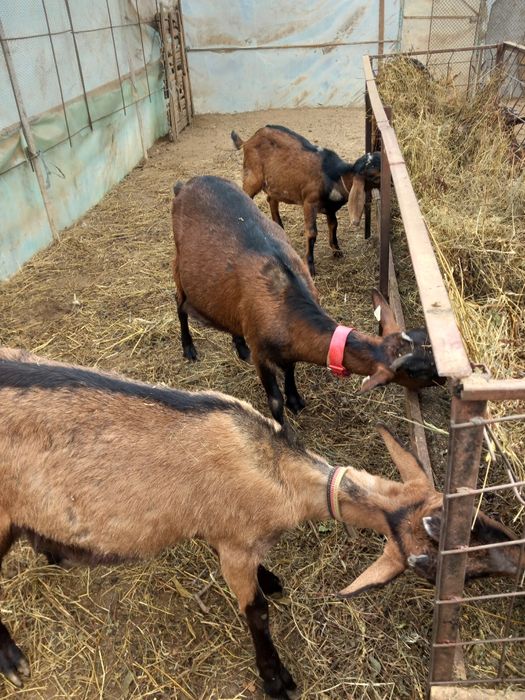 Vand trei capre  alpina franceză