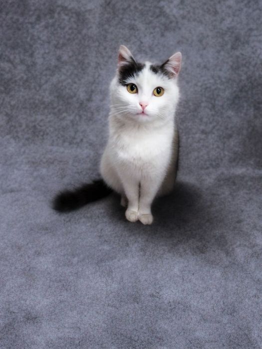 Кошечка в добрые руки!