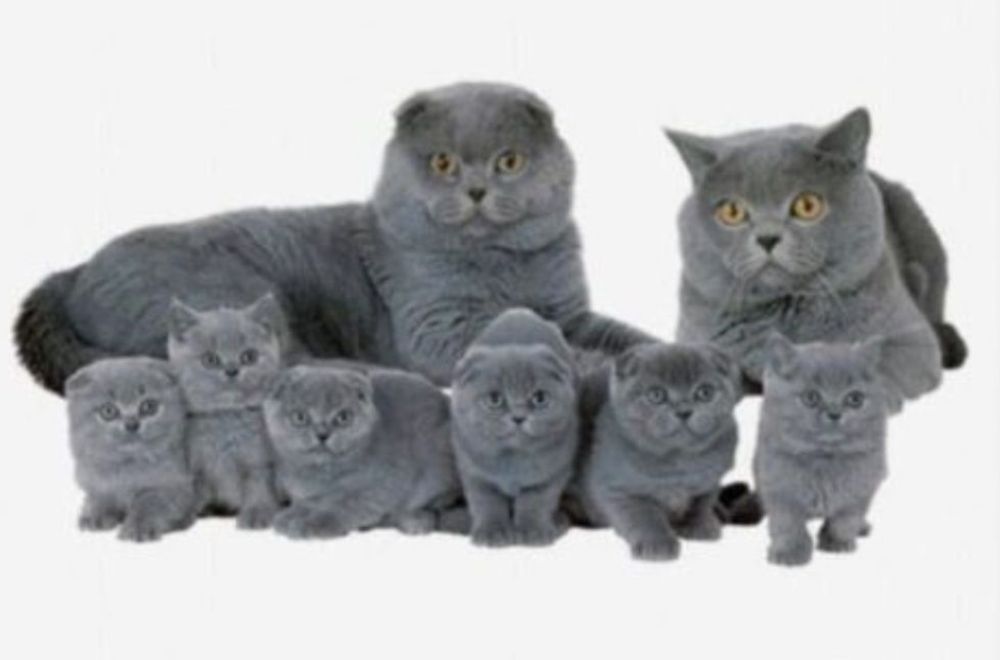 Шотландский вислоухий котенок