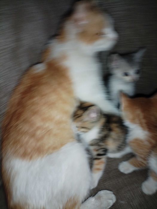 Отдам котят мама Крысолов
