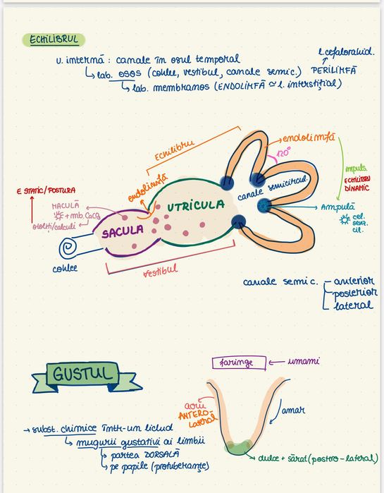 Notite admitere medicina - biologie