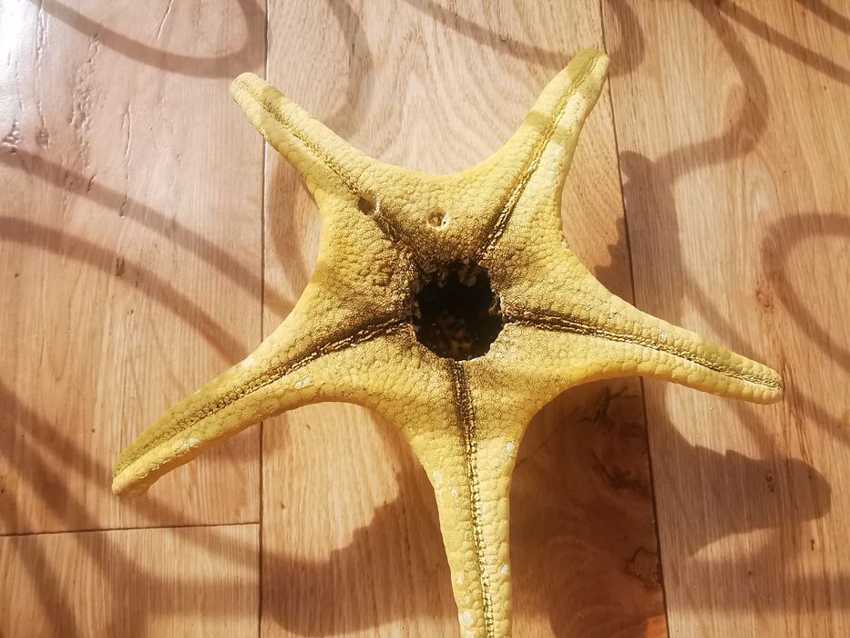 Stea de mare fosilizata /  Decoratiune stea de mare deosebita