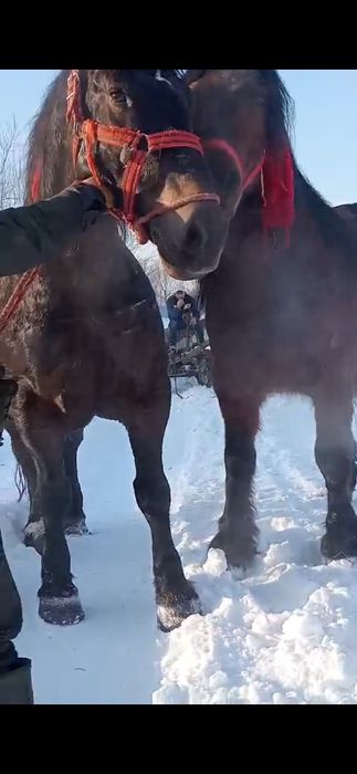 De vânzare doua iepe garantate și de ham 5 ani câte una det la telefon