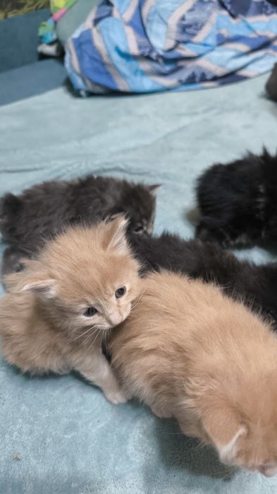 Котята курильского бобтейла