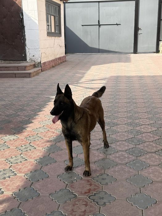 Белгиский овчарка чистокровный