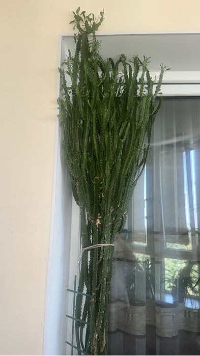 Домашние растения