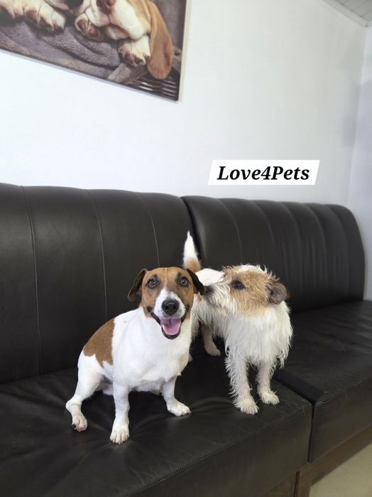 Cazare caini/ Pensiune canina/ Pet Sitter/ Pet Hotel/ Love4Pets