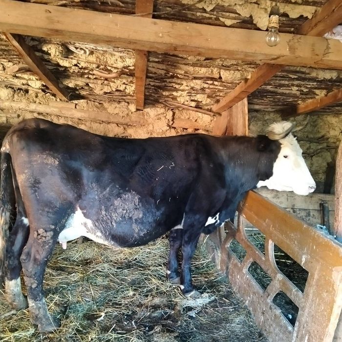 Vaca de vânzare e bună de lapte