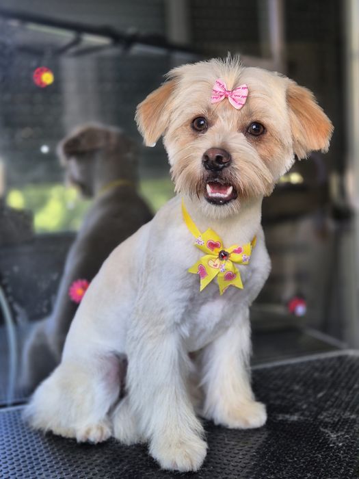 Frizerie canina Constanta