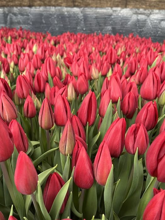 Тюльпаны Белоруссия,голандия крупные