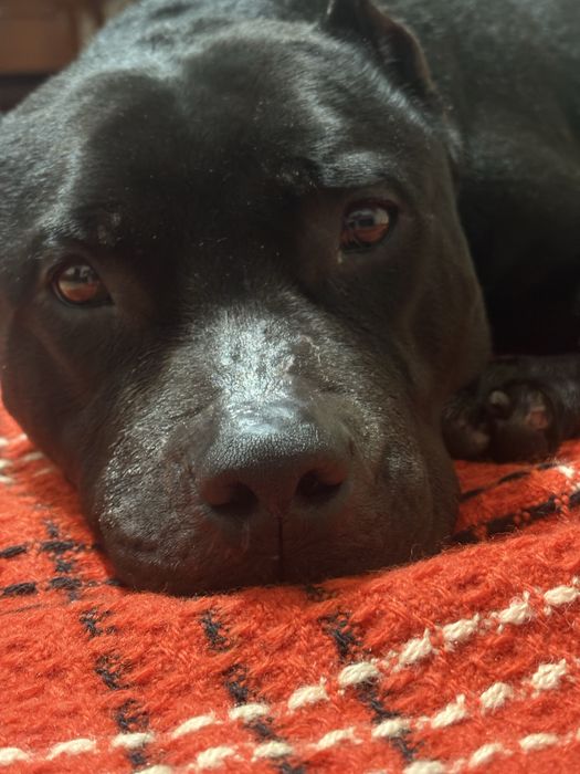 Продам питбуля в добрые руки