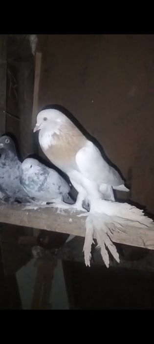 Дутыштар сатылады