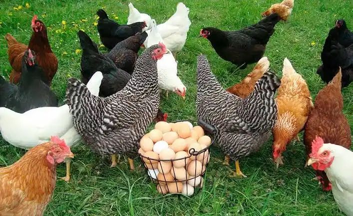 Куры несушки разных пород