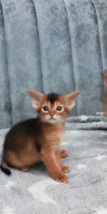 Продаются котята