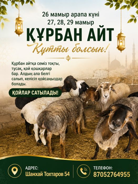 Семіз қой тоқты қошқар сатылады