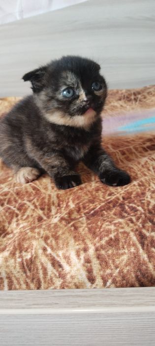 Продам котят 1 мальчик 2 девочки