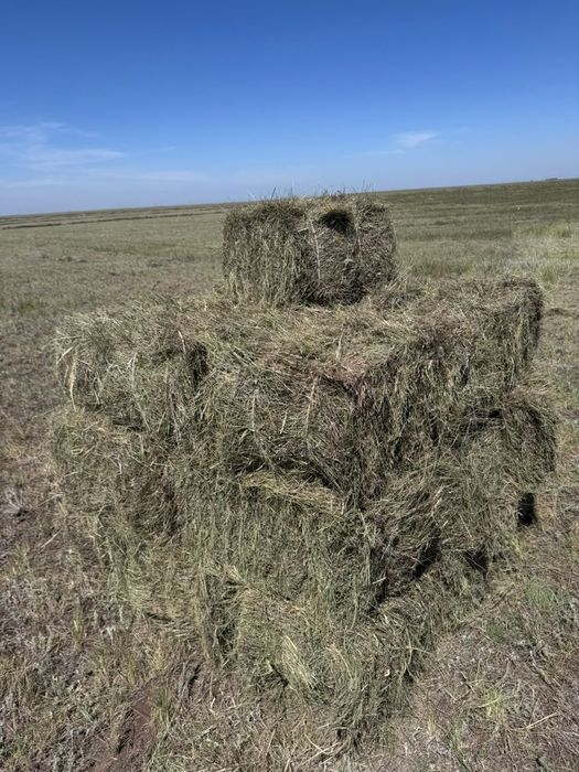 Сено зеленое житняк