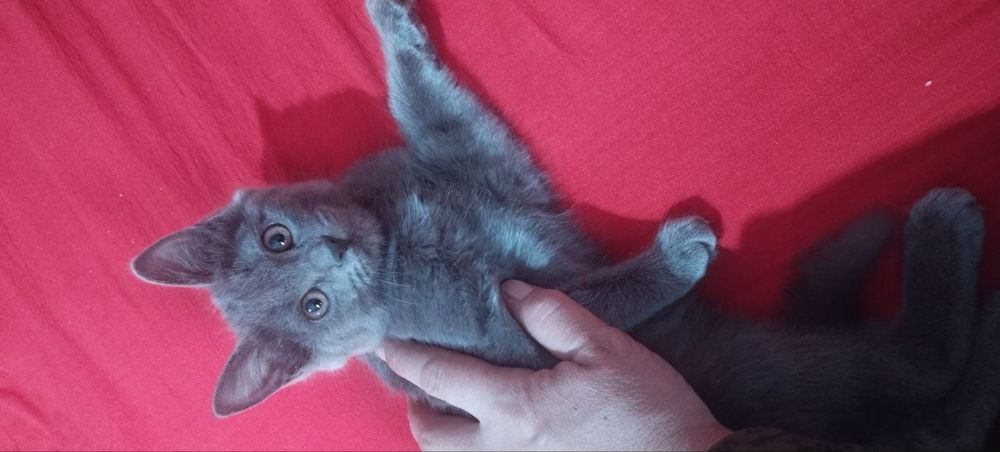 Skotsh strayd qiz mushukcha sotiladi aqilli uyinqaroq