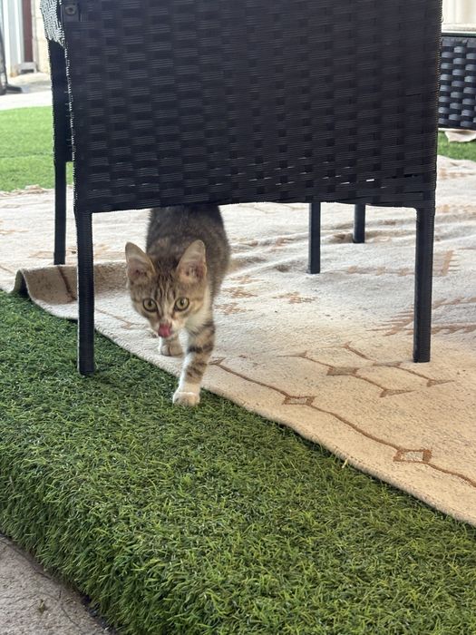 Котенок в добрые руки