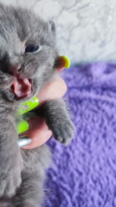 Животные..кошки британцы