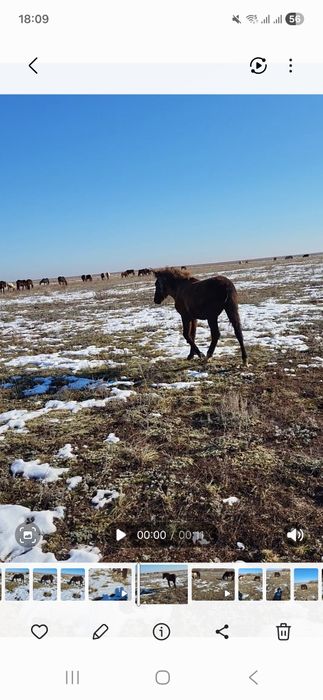 Продам жеребят, жабагы.