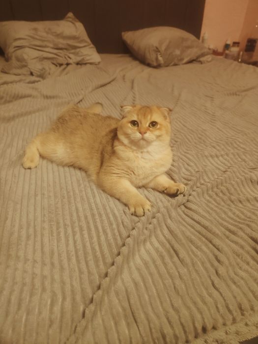 Кошечка драгоценного окраса шиншилла