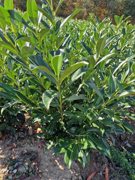 Laur Englezesc Prunus Laurocerasus 120 cm Photinia