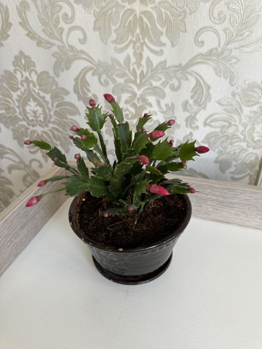 Шлюмбергера (декабрист)