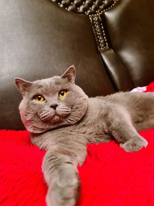 Ищем девочку для вязки