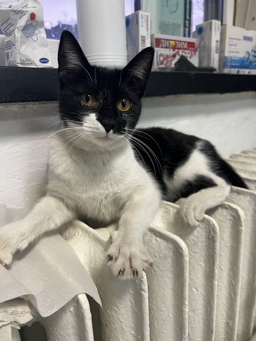 Подарявам женско коте