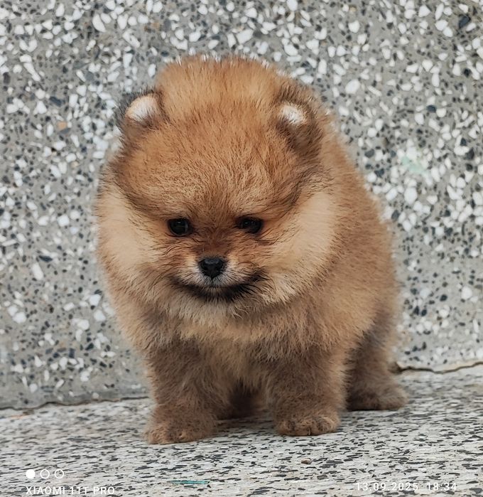 Померан померанче