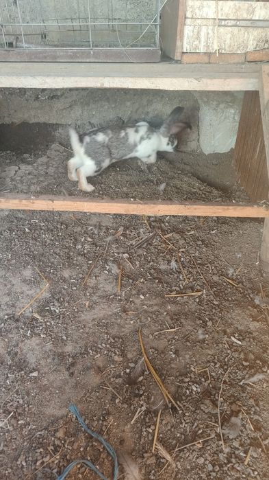 Iepuri caută casă nouă!