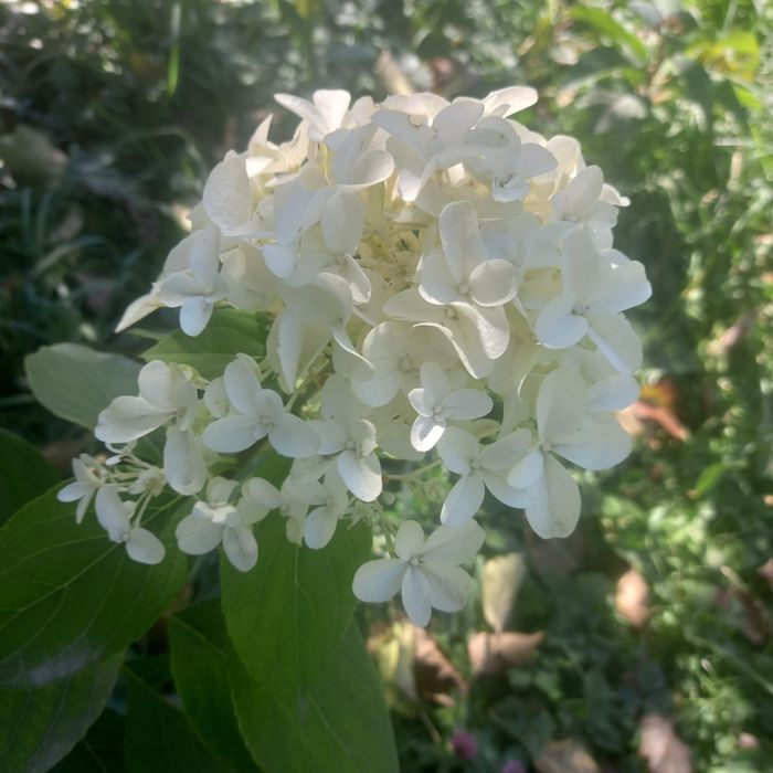 Прлдам гортензии