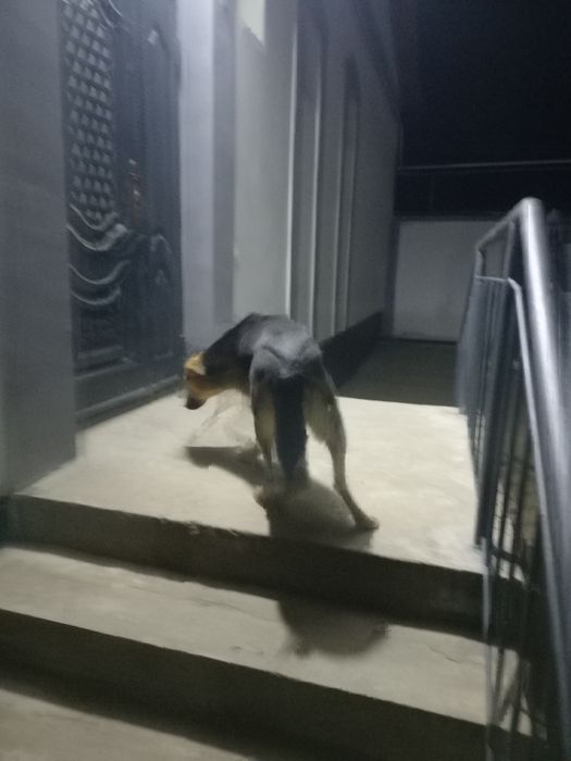 Katta bo'ladigan kuchukchalar bor!