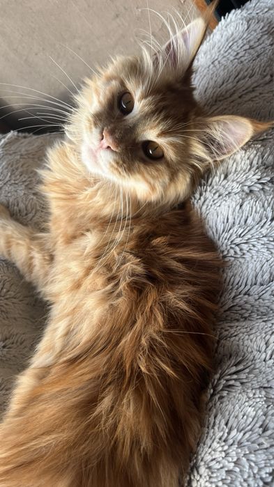 pui Maine Coon fetita PEDIGREE Felisa