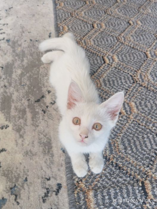 Mushuk sotiladi turetski Angora