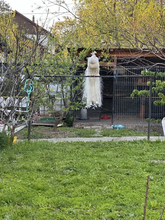 Pauni, fazan auriu pe galben si pe rosu, fazan argintiu si porumbei voiajori albi