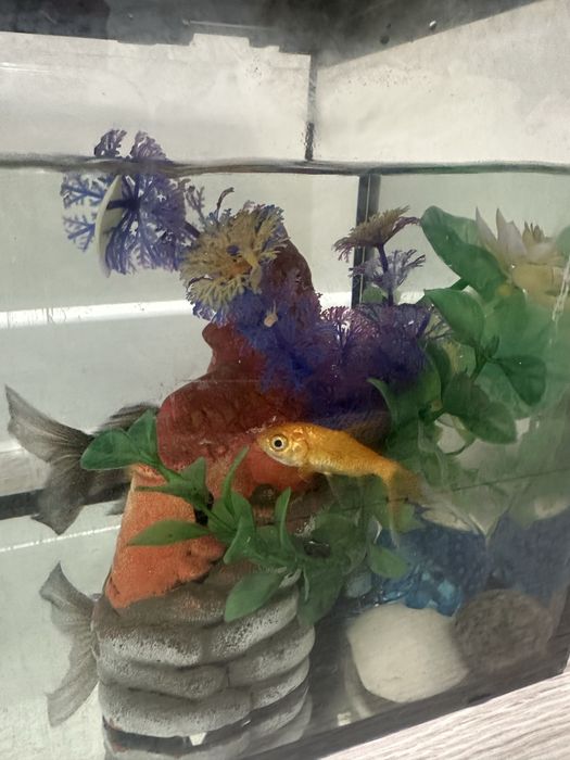 Аквариум для рыбок