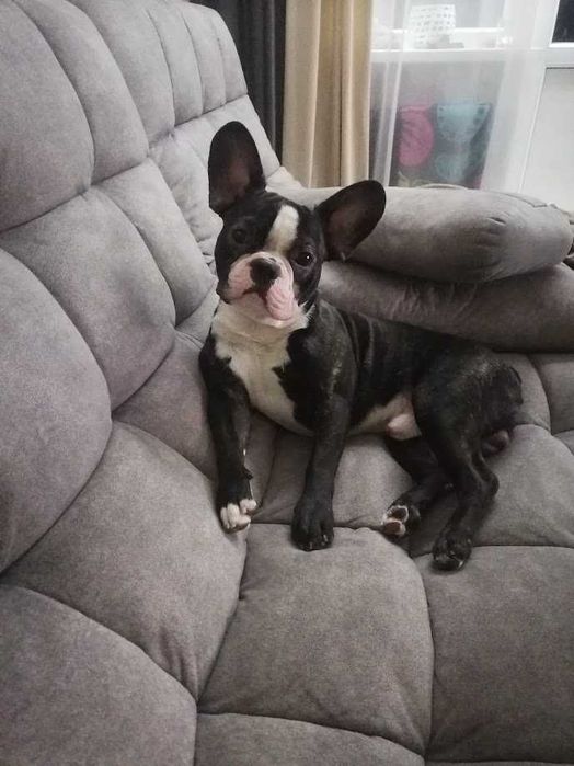 Вязка французского бульдога