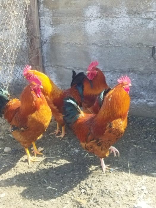 Продам куры домашние
