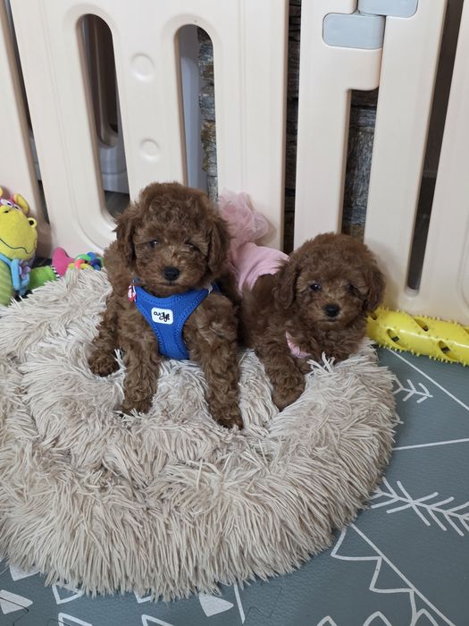 Той пудел/ Тоу poodle - Генетични тестове , здрави родителили