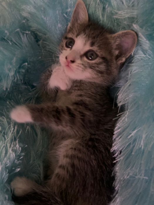 Отдам котят даром