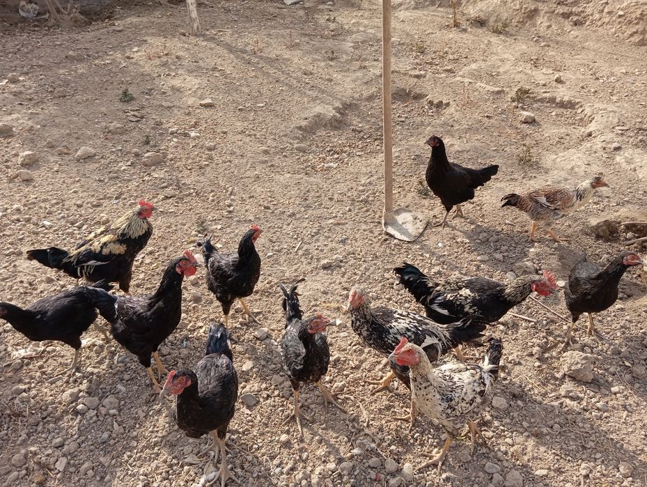 Katta qora xoroz mushukka toliq kirib bordi