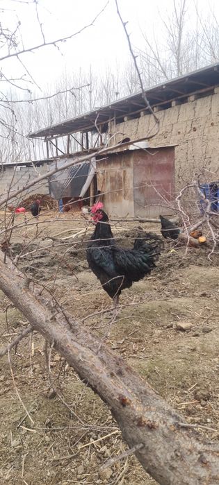 Qora shahzoda 4 ta xuroz 200 mingdan